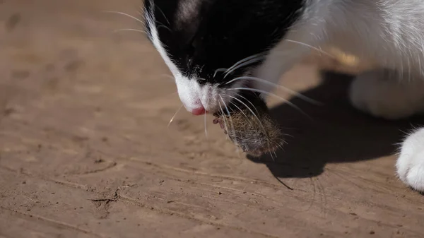Jovem gato preto e branco come um mouse — Fotografia de Stock
