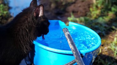 Siyah kedi dışarıdaki mavi kovadan su içer.
