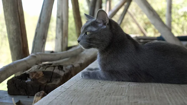 Γκρι γάτα κάθεται σε ξύλινες σανίδες στον αχυρώνα — Φωτογραφία Αρχείου
