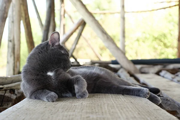 Όμορφη γκρι γάτα κοιμάται στον πίνακα, κουνάει την ουρά της — Φωτογραφία Αρχείου
