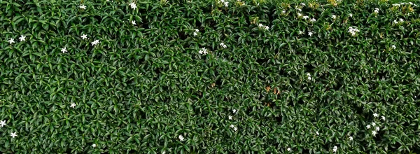 Textura verde. Pared viva de un arbusto con flores blancas —  Fotos de Stock
