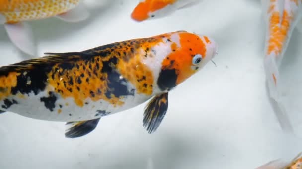 Maravilloso pez de colores naranja blanco y negro nada — Vídeo de stock