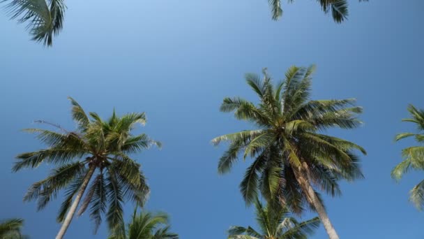 Exotisk palmlund reser sig över gult gräs under klar himmel — Stockvideo