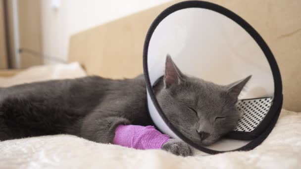 수의사의 목걸이를 두른 아름다운 고양이가 침대에서 잔다 — 비디오