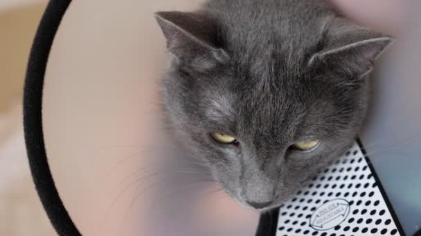 Primer plano de una cara de gato en un collar veterinario — Vídeos de Stock