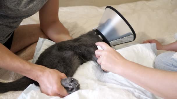 Man en vrouw behandelen een gewonde poot aan een grijze kat met een ontsmettingsmiddel. Huisdier in een veterinaire halsband — Stockvideo