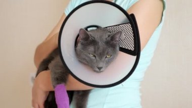 Sargılı pençeli gri bir kedi ve Elizabeth dönemi tasması bir kadının kollarında uyuyakalır.