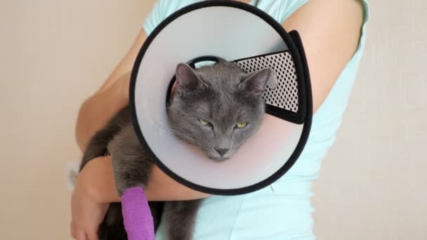 Grå katt med en bandagerad tass och en elisabetansk krage somnar i armarna på en kvinna — Stockvideo