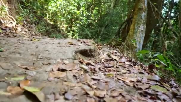 route sale avec des pierres et des feuilles sèches dans la forêt tropicale 