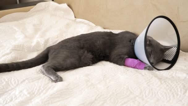 Grå katt med en bandagerad tass och en veterinärkrage ligger på soffan och viftar med svansen — Stockvideo
