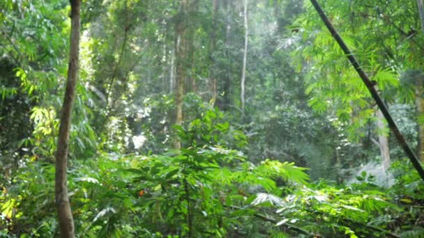 체크무늬 셔츠를 입은 한 여인 이 숨막힐 정도로 무성 한 열대림을 걷고 있다 — 비디오