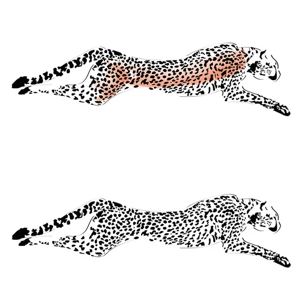 Image Vectorielle Guépard Sur Fond Blanc — Image vectorielle