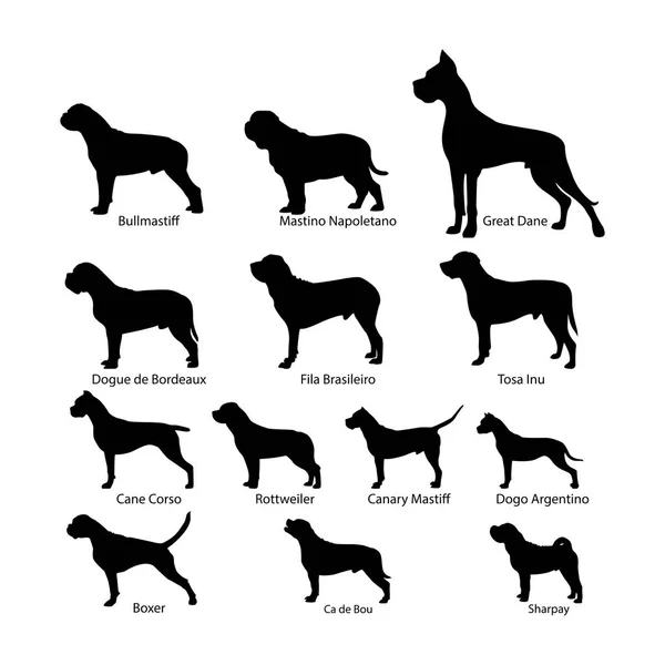 Vektör köpek siluetleri ayarlayın. Köpek molosser grubu. Sayaç ayakta köpekler. Beyaz üzerine siyah.
