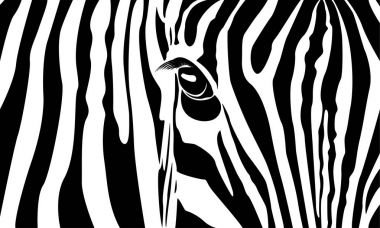 Zebra. Beyaz zemin üzerinde bir Zebra kafa. Vektör çizim tasarımınız için. eps10