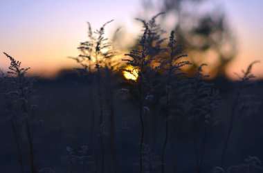 Günbatımı alanında. Alacakaranlık. Doğal doğal arka planda sıcak renkler.