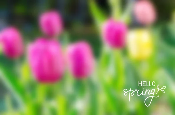 Schöner Verschwommener Hintergrund Mit Tulpen Und Handschriftlicher Aufschrift Hallo Frühling — Stockfoto