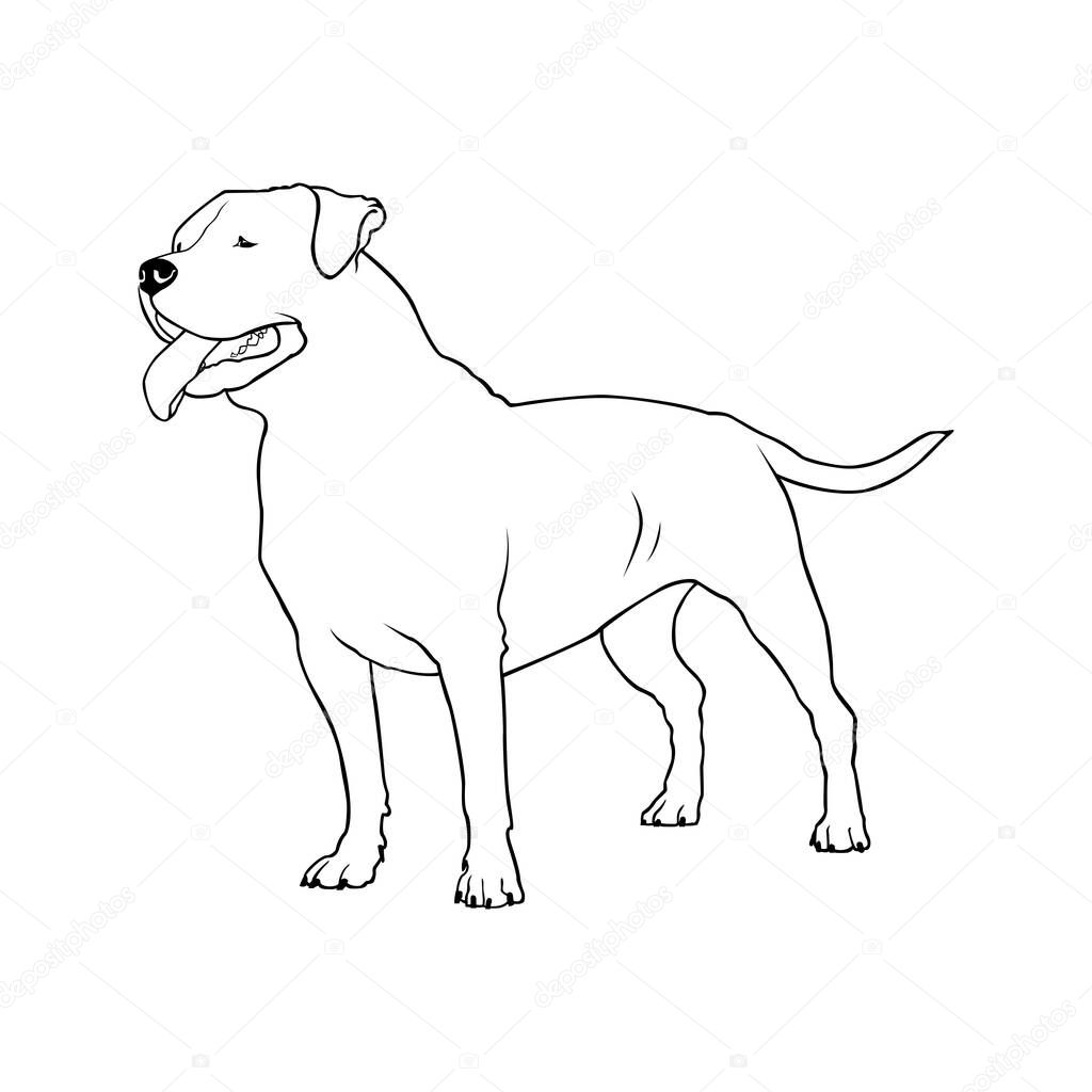 American bully dog. Standing in profile dog breed American bully. Vector illustration in black color on white background.