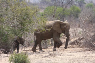Çalılar filler, anne ve bebek ile yürüme. Ulusal Kruger park, Güney Afrika.