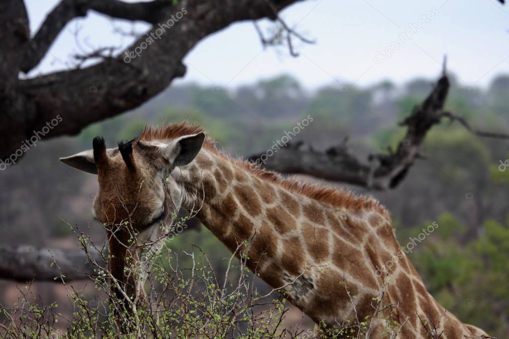 Giraffe eating green branches of bush.