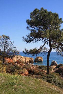 Portekiz sahilinde büyüyen çam ağaçları