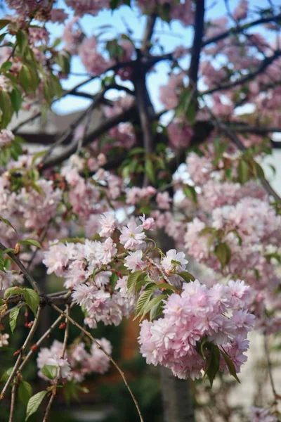 Κλείστε Την Ανθοφορία Sakura — Φωτογραφία Αρχείου