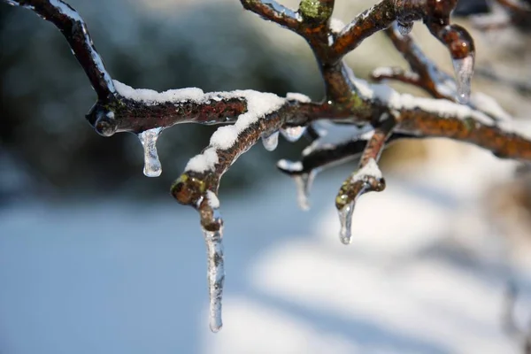 얼음으로 나무의 가지에서 자라는 고드름 — 스톡 사진