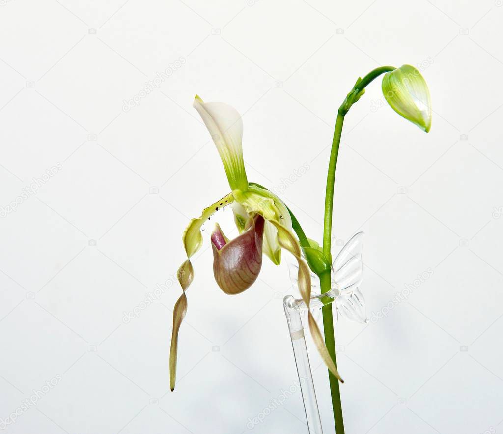 A flower of green color lady sleepers orchid with clear glass stick isolated on white background.