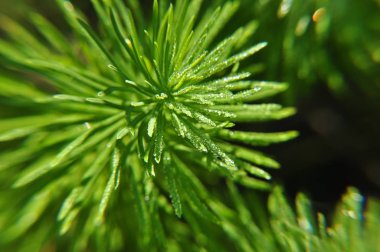 Bitkinin üzerindeki küçük çiy taneleri