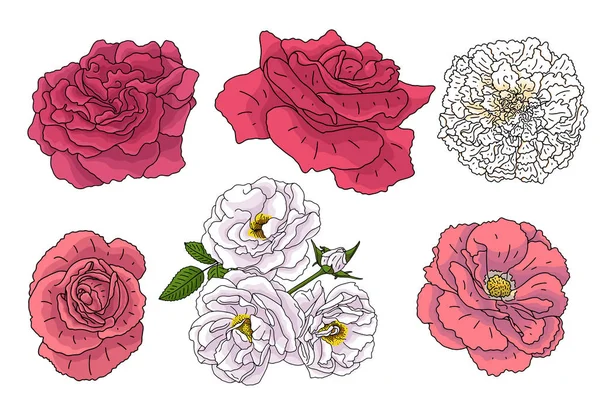 Set Aus Verschiedenen Blumen Doodle Skizzenstil Handgezeichnete Elemente Für Hochzeitsflorales — Stockvektor