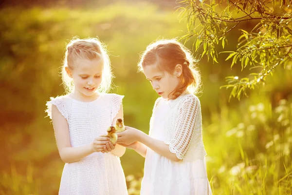 二人の小さな女の子で夕日とともに美しいですアヒル — ストック写真