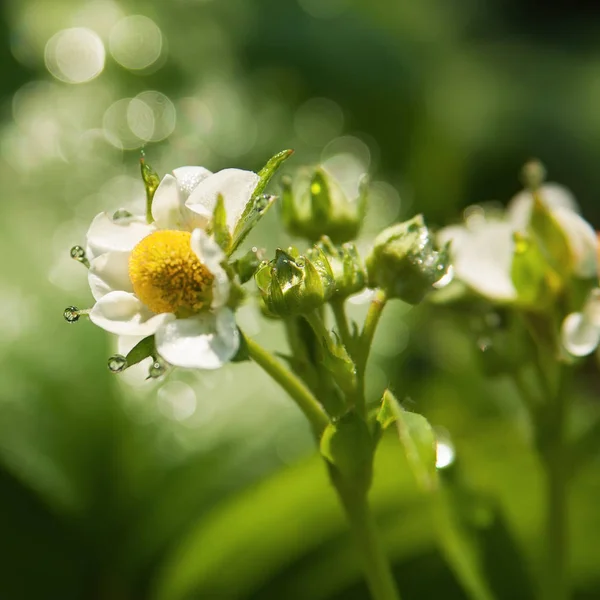 Blooming flowers of strawberry with dew drops in morning. Soft f — Stock Photo, Image