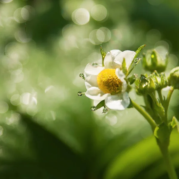 Flores florecientes de fresa con gotas de rocío en la mañana. Suave f — Foto de Stock