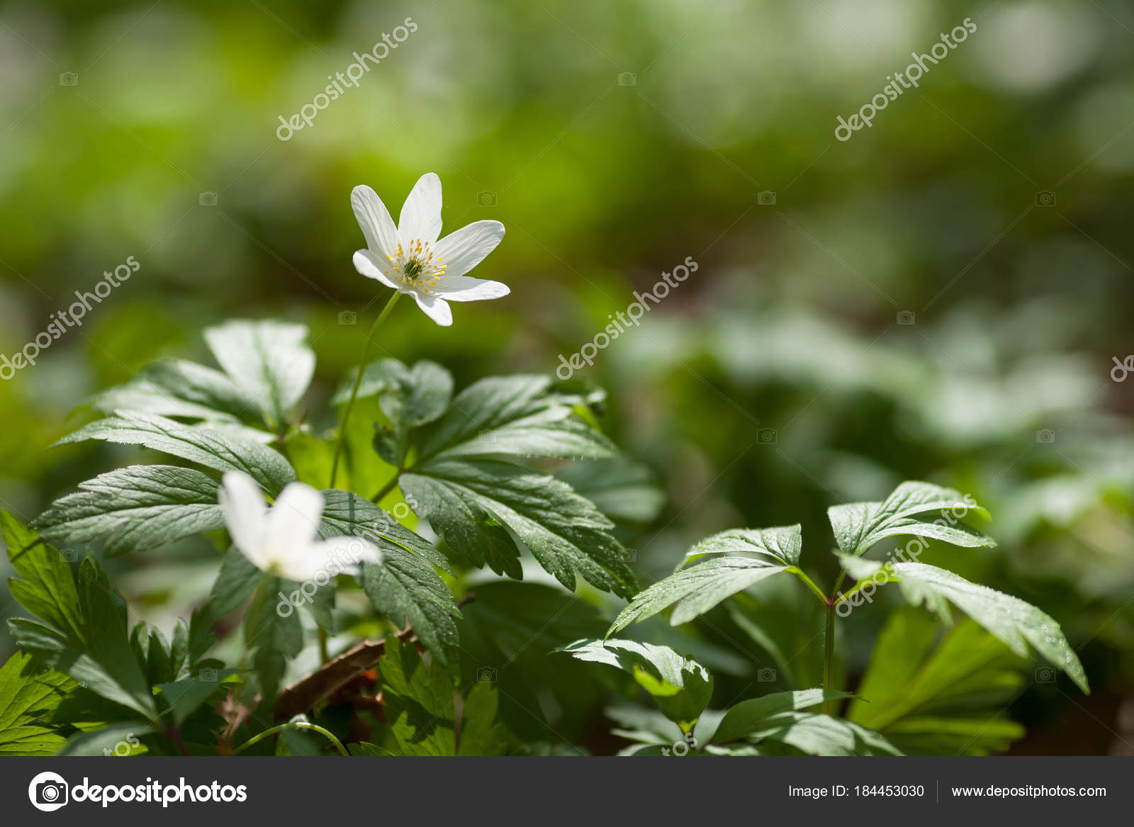 Anémone de fleurs blanches en forêt. Premières fleurs printanières image  libre de droit par liudmila.fadzeyeva.gmail.com © #184453030