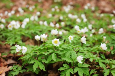 Beyaz çiçekler anemone ormandaki. İlk bahar çiçekleri