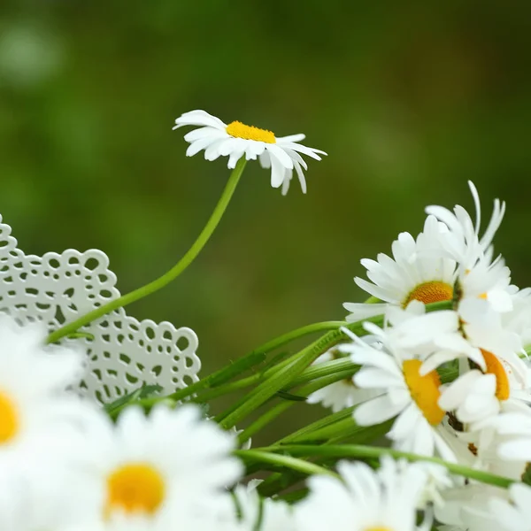 Hermosas flores de manzanilla ion fondo bokeh verde — Foto de Stock