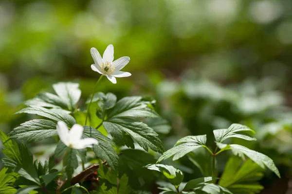 White flowers anemone in forest. First spring flowers — Stock Photo, Image
