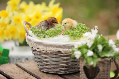 Güzel küçük bir bahçe gerdanlı sepet içinde tavuk. Kapat