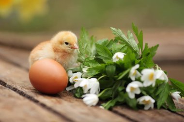 Güzel küçük tavuk yumurta bir bahçe ahşap bir yönetim kurulu ile