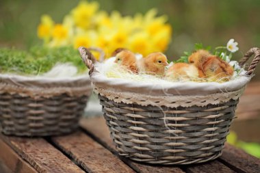 Güzel küçük bir bahçe gerdanlı sepet içinde tavuk. Kapat
