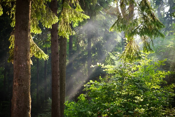 Solen strålar Häll genom träden i gröna skogen — Stockfoto