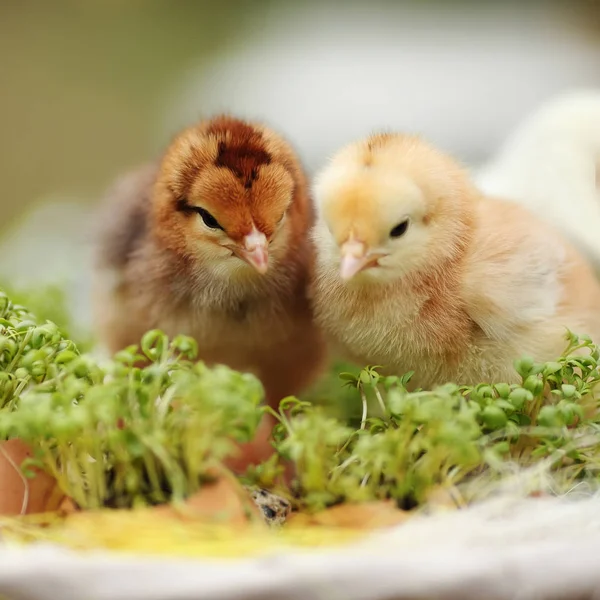 Hermosas gallinitas en una cesta de mimbre en un jardín. Cierre — Foto de Stock