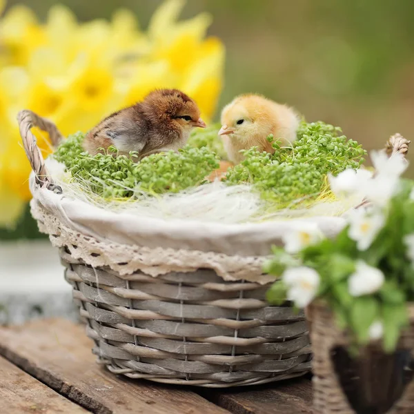 Beautiful little chickens in a wattled basket in a garden. Close — Stock Photo, Image