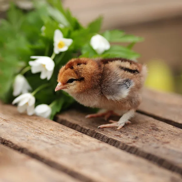 Beautiful little chicken on wooden  board outdoor. Closeup  imag — Stock Photo, Image