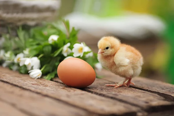 Beautiful little chicken with egg outdoors — Stock Photo, Image