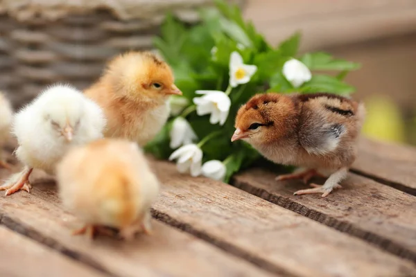 Beautiful little chickens on wooden  board outdoor. Closeup  ima — Stock Photo, Image