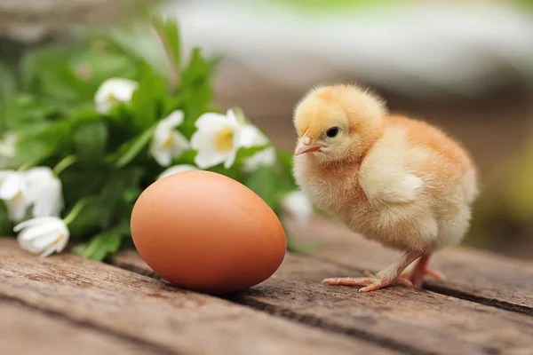 Beautiful little chicken with egg  on a wooden board in a garden — Stock Photo, Image