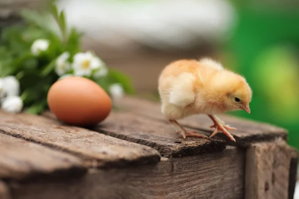 Beautiful little chicken with egg  on a wooden board in a garden — Stock Photo, Image