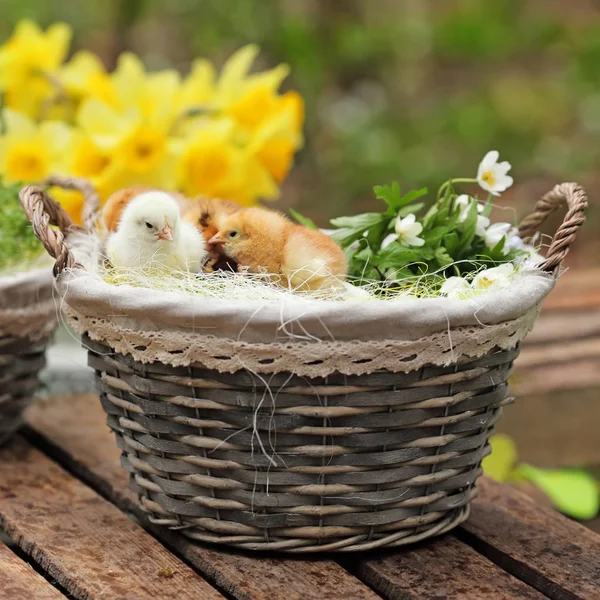 Μικρή όμορφη κοτόπουλα σε ένα wattled καλάθι μέσα σε έναν κήπο. Κλείστε — Φωτογραφία Αρχείου