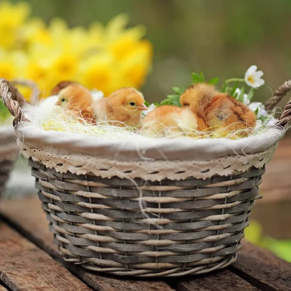 Beautiful little chickens in a wattled basket in a garden. Close — Stock Photo, Image