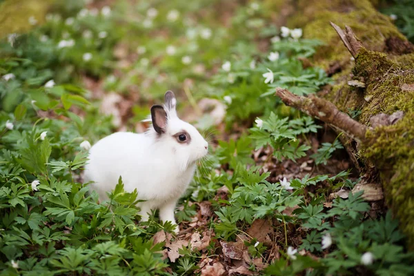Emplacement du lapin blanc dans la forêt de printemps — Photo